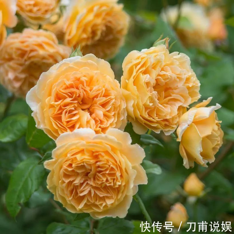 庭院爱养花卉,3种花卉不能少,养护花开满园,花园成花海,美丽