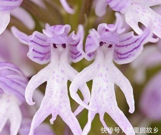 名字|喜欢菊花,不如养盆“高档小花”血根草,名字奇葩,长得却很美