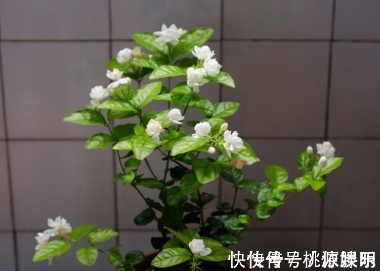 好养的花卉就是茉莉花，但是想要夏季开不停，要做好四喜一勤
