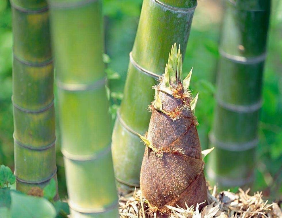 烹饪方法|买笋时,“矮胖”的好还是“细长”的好?别傻傻不懂,花冤枉钱