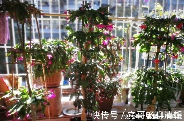 玉树|花盆越浅,开花越多,不信你试试!花盆越浅,开花越多,不信你试试!