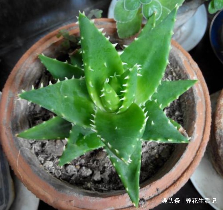 在家中养芦荟,叶子上有病斑,试试以下几种方法,能轻松解决!