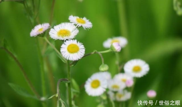 催人泪下|晏几道最深情的一首词,感人至深、催人泪下