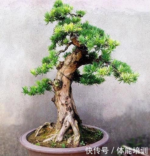罗汉松提根造型就是好,奈何咱是不会搞,不看不知道,原来并不难!