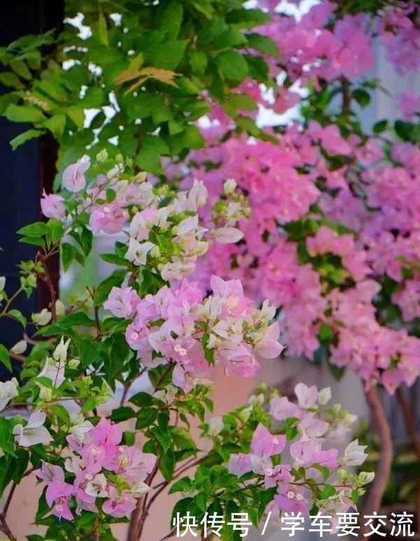 三角梅不耐寒，提前做好“三动作”，室外冻一冻，开出层叠群花！