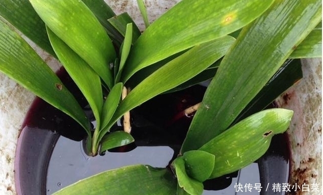 爆盆|君子兰的根都烂没了,一个小方法能让它再次生根发芽至爆盆!!