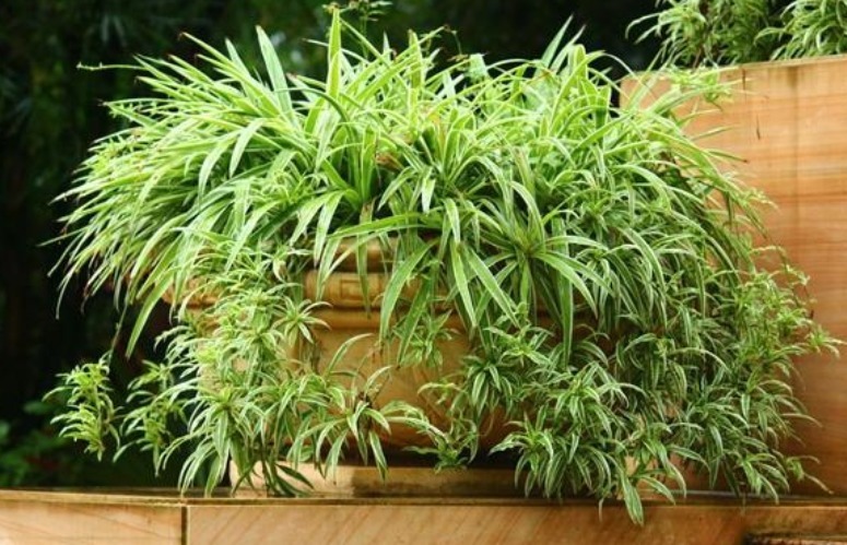 吊兰发黄、瘐弱“改掉”3个坏习惯,再施1种肥,叶油绿,长得旺