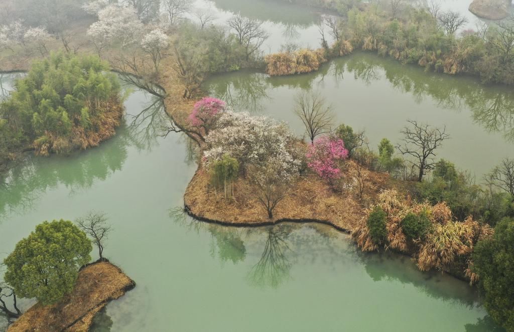 赏梅|（美丽中国）西溪探梅