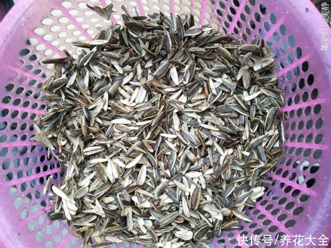 换盆用它垫盆底，养花效果非常好，花卉越长越旺盛