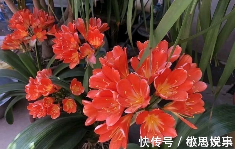 白糖在养君子兰上好处多，根旺叶绿油，开花爆盆不夹箭，跟我学吧