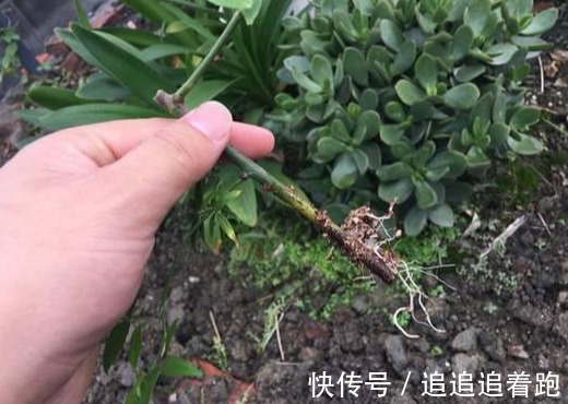还在养吊兰3种花剪根枝,插土里就能活,半年成花墙,太惊艳了