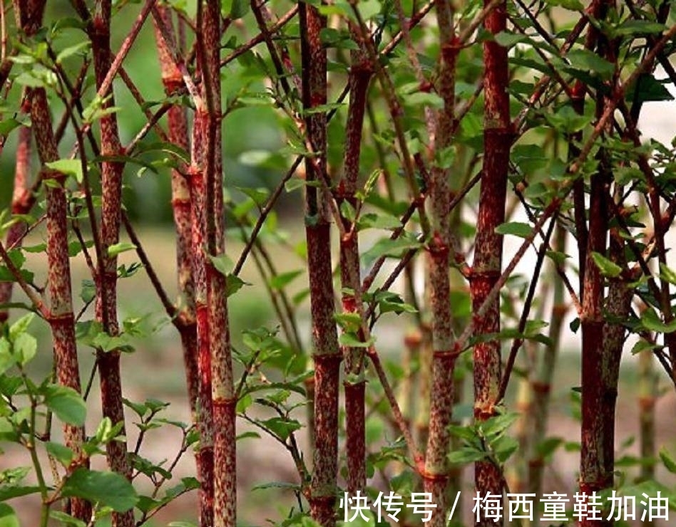 一件小事|房前屋后看见这草,赶紧连根除掉,要不然有大麻烦!