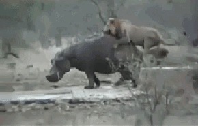 |搞笑GIF:花大价钱在网上买的 你们帮我看看是不是正品