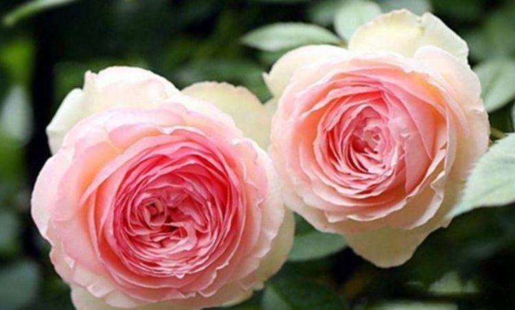 爆盆|4种花深受花友的喜欢,开花爆盆很简单,花量大不操心