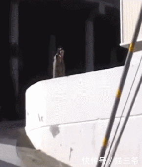 哥们|GIF: 黑哥们你是来砸场子的吧