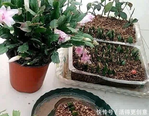 5种“酸性花”趁着春天快扦插,随便掐个枝,7天就生根,冒芽!