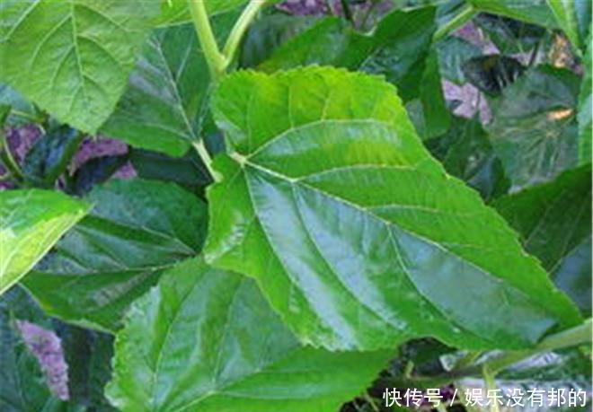 医生提示:桑叶能用好,一定是个宝