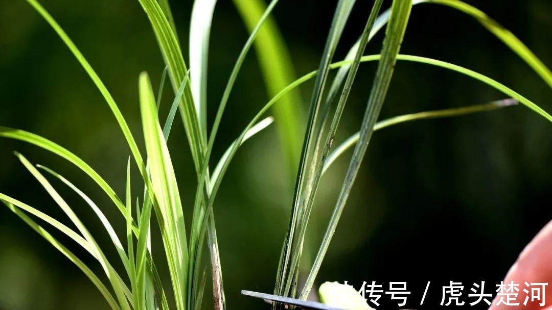 兰株|兰花什么时候分苗最佳？兰友：一年四季都可以，最佳时机只有两季