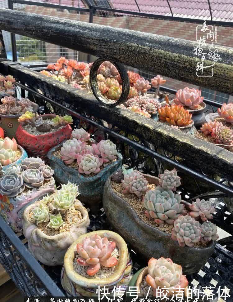 阳光露台多肉,天时地利人和!美肉知时节,当春乃发生!