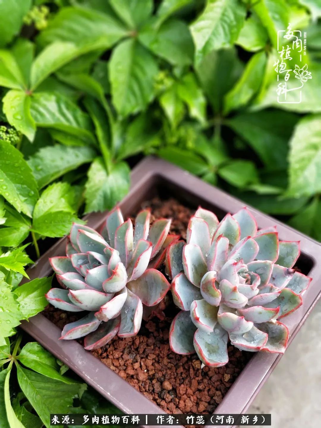 养多肉三周年有感养这么多多肉到底有啥用！