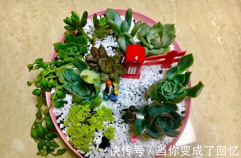 关于多肉拼盘,4个要点不能忘,不然很难养好