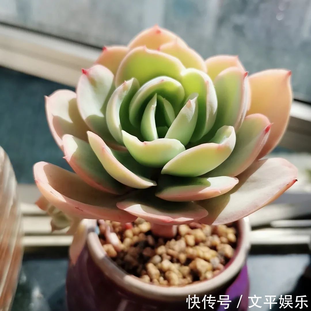 一组逆袭成功的多肉给它时间，它就会给你好看！