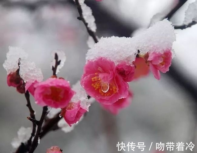 唐李贺@笔下幽思难落纸,且将轩窗倚,琼芳袅娜飘摇,枝上梅儿丽