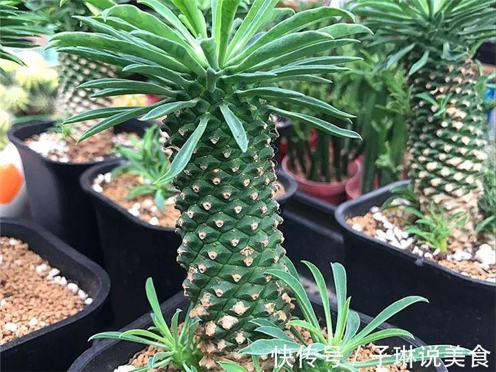 今年最火的奇葩多肉，价格这么贵，还有人抢着买！