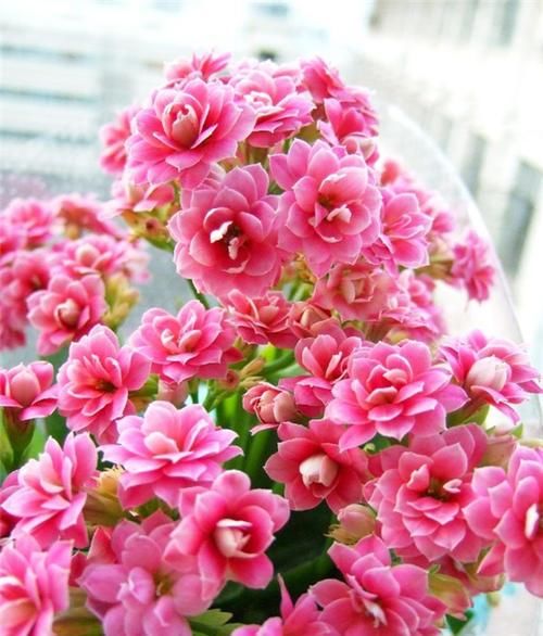  开花|长寿花、蟹爪兰都喜欢的“神仙水”，一周喂一勺，花开满枝头！