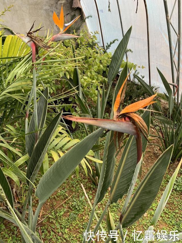 关于鹤望兰,你不知道的小秘密,花农告诉你,大叶子不开花