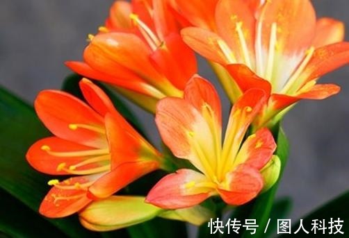 补肥|做好这4步,君子兰就能养好,叶子翠绿,过年花箭窜出来