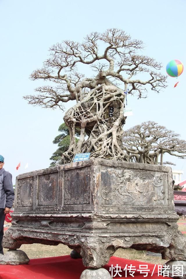  株盆景|男子低价买回一棵长在石头上的古树，现价值31万原主人后悔不已