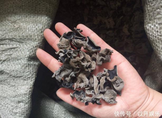 泡木耳时10个人9人错,饭店厨师常用的办法,木耳泡得又快又干净