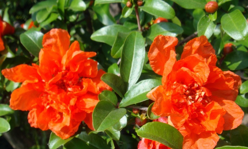 1种“古老花”，花开红似火，比月季好养，寓意富贵、子孙满堂