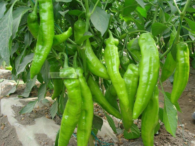 五香花生|黄瓜的“死对头”,两者放在一起如同慢性中毒,老人要尤为注意