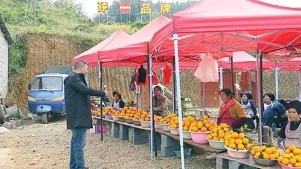 鸡场镇|晴隆脐橙进入成熟季，采摘正当时～