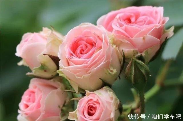 层叠群花|月季土埋“一料”,不黄叶不烂根,7天蹭蹭冒小笋,开出层叠群花!