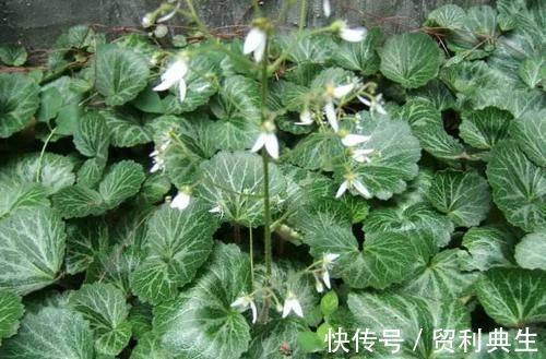 虎耳草|农村一植物,是治疗痔疮,冻疮的良药,市场上三十元一斤