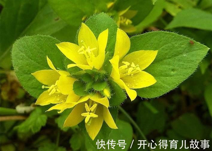 蛇毒|报春花中的一种,治结石、解蛇毒,疗烫伤,农民都见过但却不知道