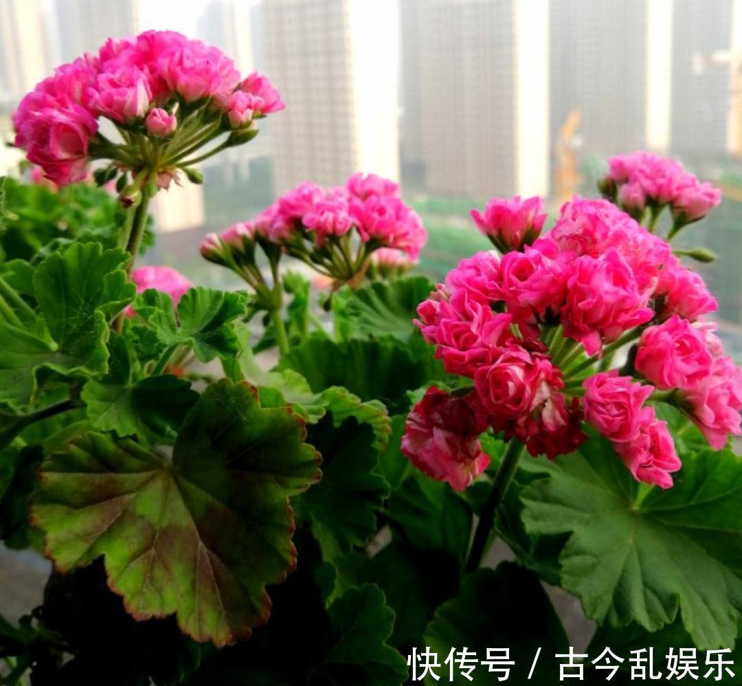 天竺葵|适合秋天养的12种花,耐阴又耐寒,秋冬长得更精神