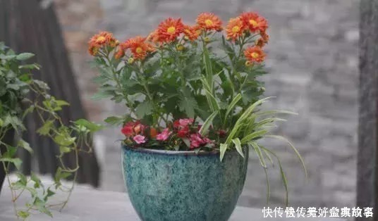 盆栽|养了快十年花才明白,花盆里长的“杂草”别拔,留着很有用处