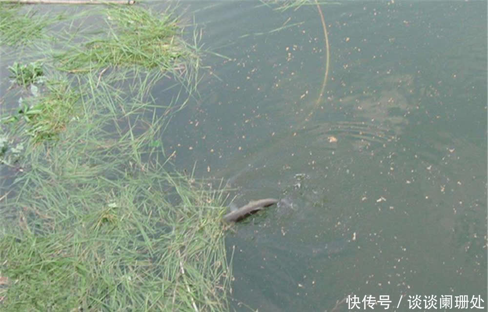 钓鱼|钓鱼技巧:小满鱼漫塘、芒种鱼忙碌,小满到芒种,钓鱼注意换招数