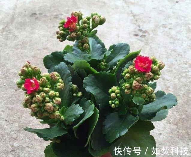 管理|扦插成活的长寿花，“四项”重要管理缺一不可，成型快，开花多