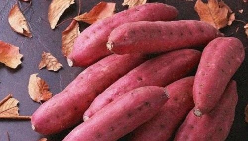 国外|他冒死从国外偷回一根藤,却拯救了几亿中国人,至今仍受国人爱戴