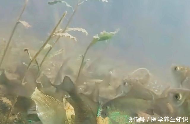 寒冬野钓，3个台钓习惯与板鲫无缘！大多数钓友还没明白