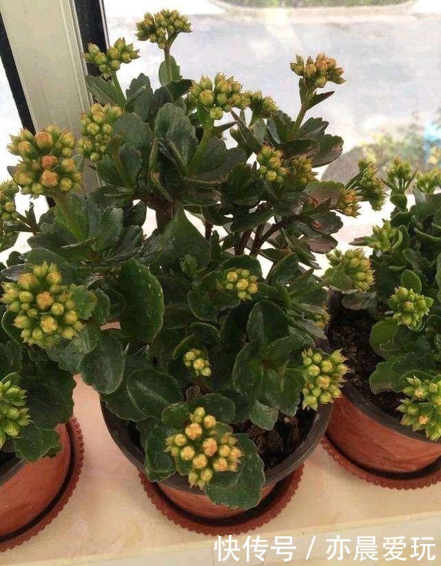 迎刃而解|长寿花不长花苞,那就用这招,问题迎刃而解