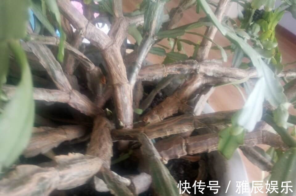 到了夏天,蟹爪兰叶子“耷拉、断裂”,没有放对位置,赶紧搬