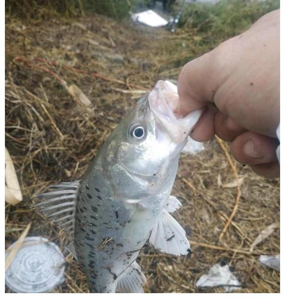 30斤!钱塘江“鲈鱼王”被人钓起,卖出2000元,网友:渡了多少劫