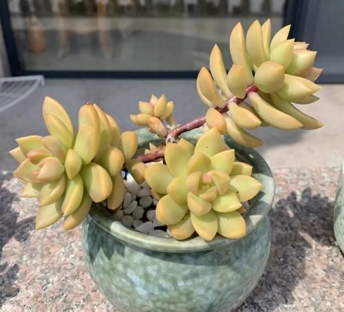 家里的多肉不抗晒，室外气温未至28度，养花人就得这么打算