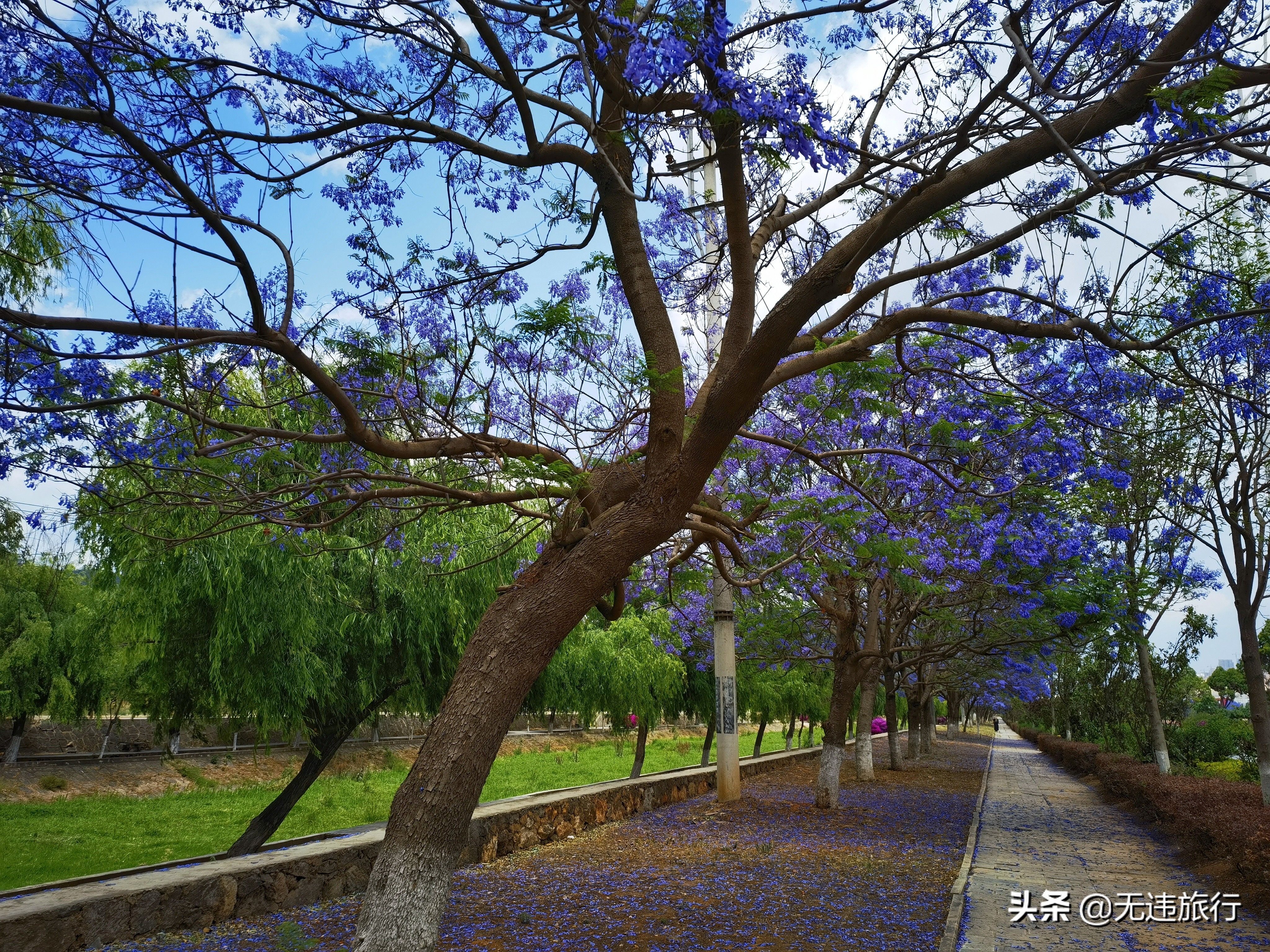 大理的蓝花楹开了，花期较短，赶快欣赏